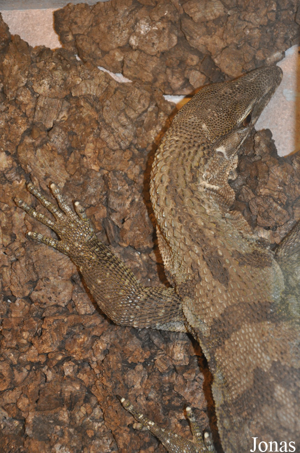 Krokodille Zoo