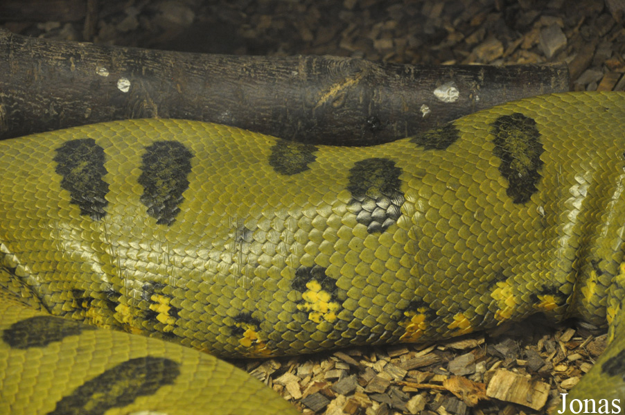 Krokodille Zoo