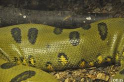 Krokodille Zoo