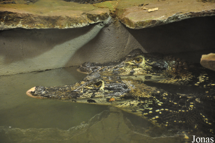 Krokodille Zoo