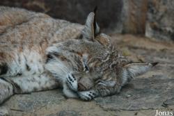 Lynx rufus