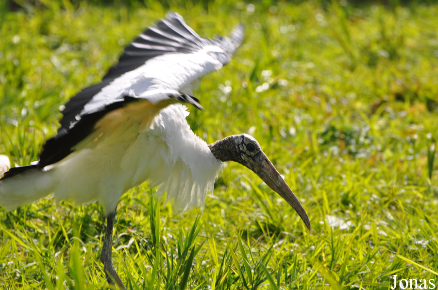 Vogelpark Niendorf