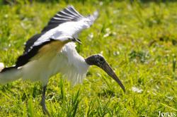 Vogelpark Niendorf