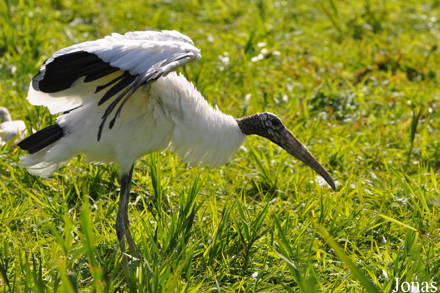 Vogelpark Niendorf
