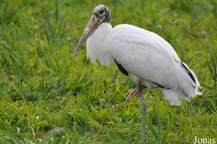 Vogelpark Niendorf