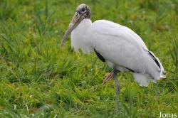 Vogelpark Niendorf