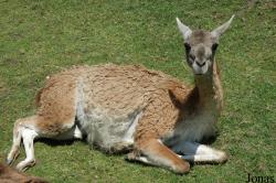 Lama guanicoe