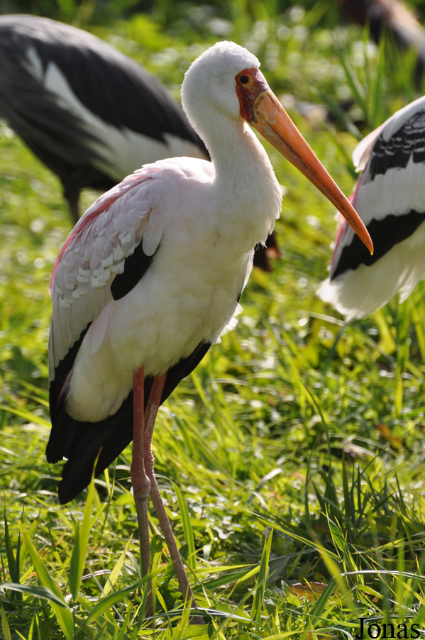 Vogelpark Niendorf