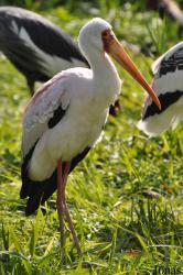 Vogelpark Niendorf