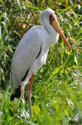 Vogelpark Niendorf