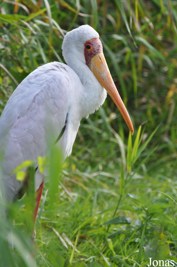 Vogelpark Niendorf