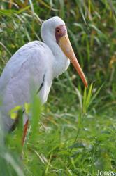 Vogelpark Niendorf