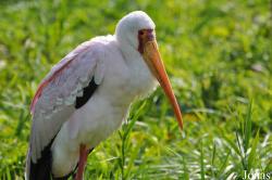 Vogelpark Niendorf