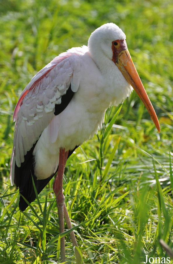 Vogelpark Niendorf