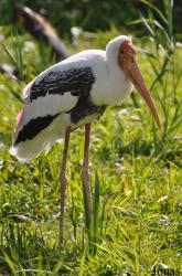 Vogelpark Niendorf
