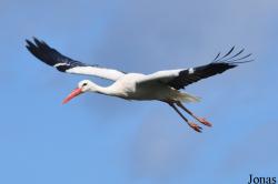 Vogelpark Niendorf