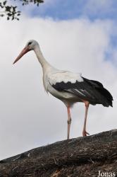Vogelpark Niendorf