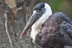 Ciconia episcopus