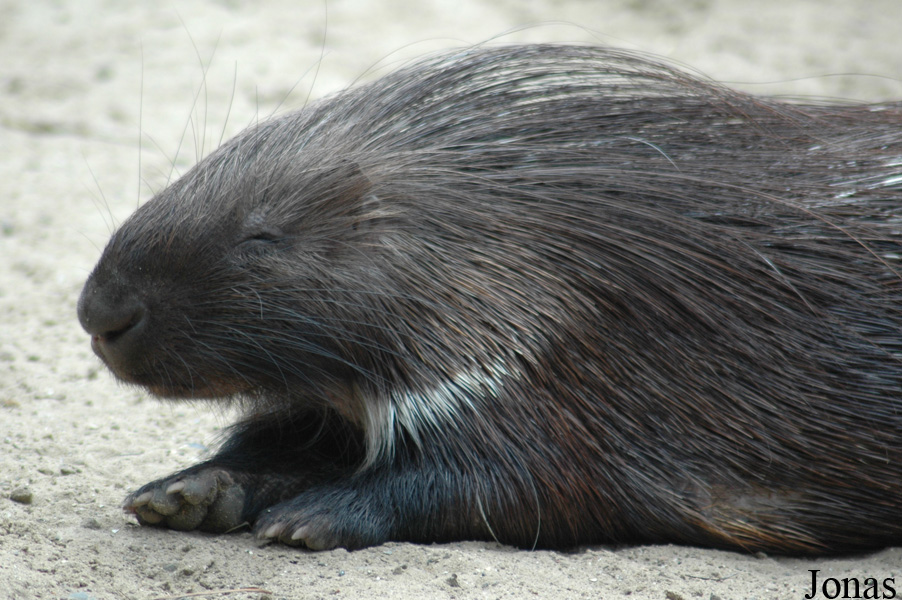 Zoo de Maubeuge