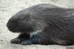 Hystrix sp.