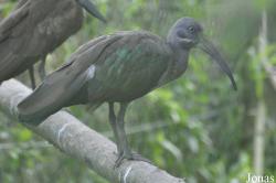 Vogelpark Niendorf