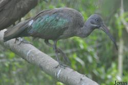 Vogelpark Niendorf