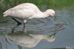 Vogelpark Niendorf