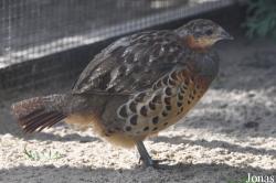Vogelpark Niendorf