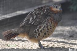 Vogelpark Niendorf