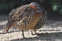 Vogelpark Niendorf