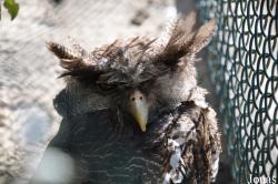Bubo nipalensis blighi