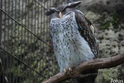 Bubo nipalensis