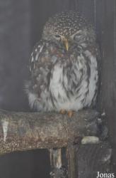 Vogelpark Niendorf