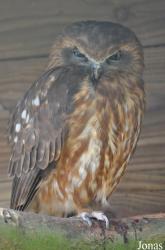 Uilen- en Dierenpark De Paay