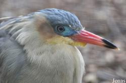 Uilen- en Dierenpark De Paay
