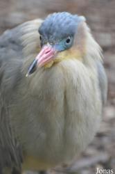 Uilen- en Dierenpark De Paay