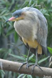 Uilen- en Dierenpark De Paay