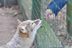 Uilen- en Dierenpark De Paay