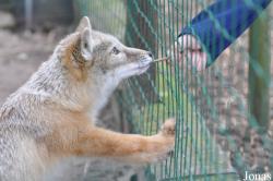 Uilen- en Dierenpark De Paay