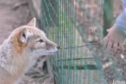 Uilen- en Dierenpark De Paay