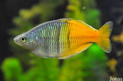 Melanotaeniidae