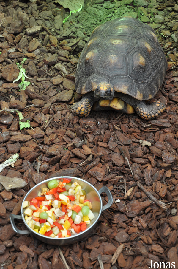 Ouwehands Dierenpark Rhenen