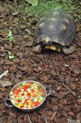 Ouwehands Dierenpark Rhenen