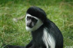 Colobus guereza