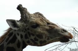 Zoo de Maubeuge