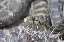 Pituophis catenifer annectens