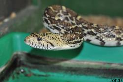 Pituophis catenifer
