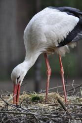 Tierpark Nordhorn