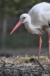 Tierpark Nordhorn
