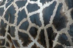 Giraffa camelopardalis rothschildi